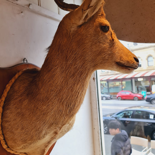 Mounted Deers Head Taxidermy Deer Head and Horns