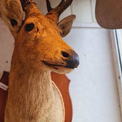 Mounted Deers Head Taxidermy Deer Head and Horns