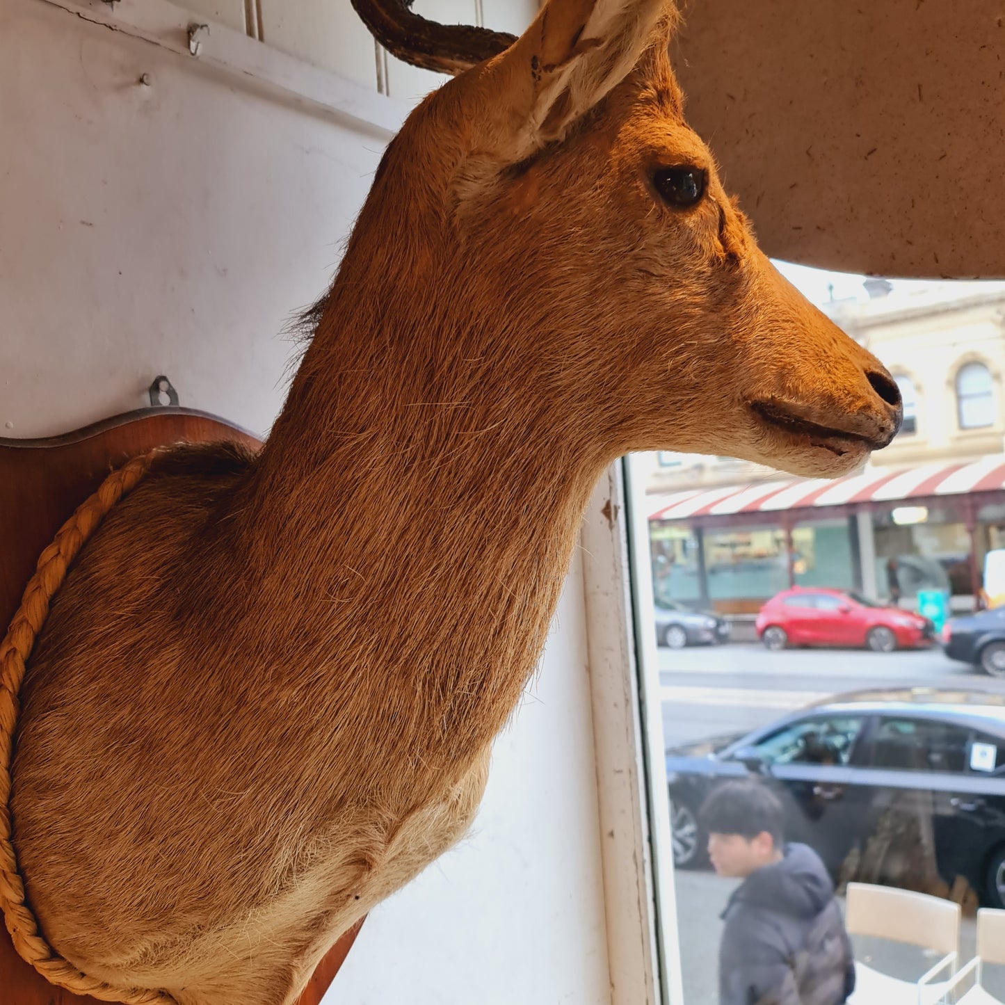 Mounted Deers Head Taxidermy Deer Head and Horns