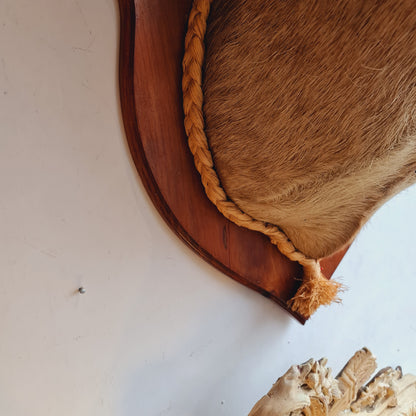 Mounted Deers Head Taxidermy Deer Head and Horns