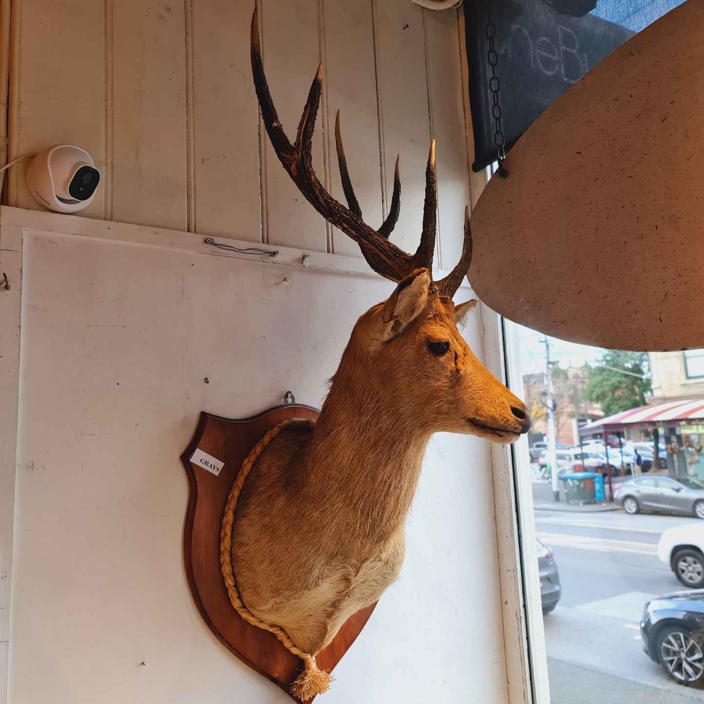 Mounted Deers Head Taxidermy Deer Head and Horns