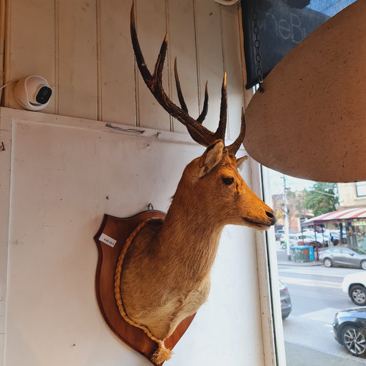 Mounted Deers Head Taxidermy Deer Head and Horns